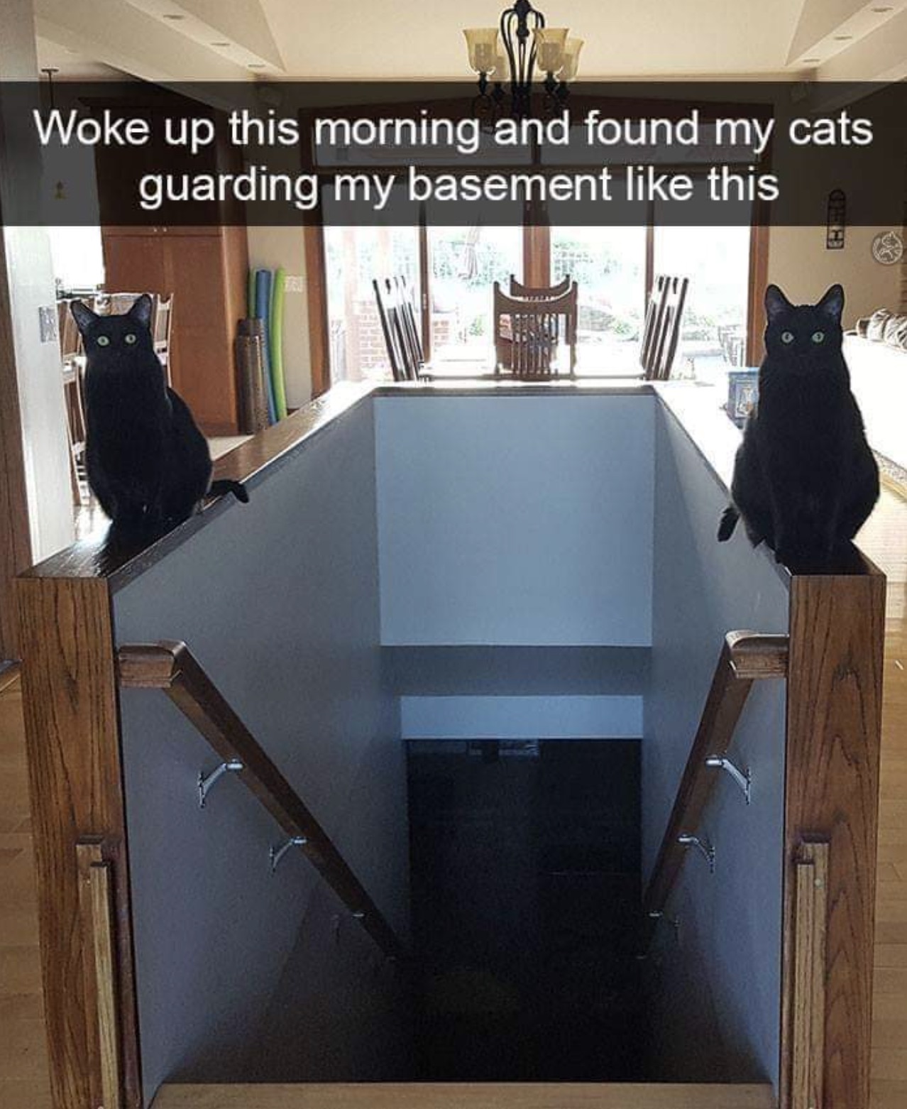 cat basement - Woke up this morning and found my cats guarding my basement this Bd Ope